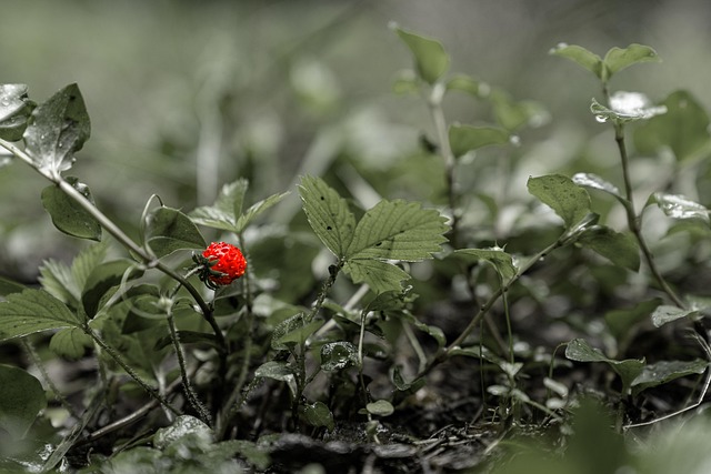 Hình ảnh minh họa ý nghĩa của từ desaturation