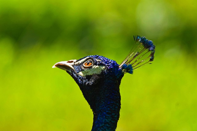 Hình ảnh minh họa ý nghĩa của từ descriptive