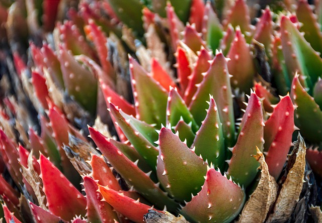 desert plants