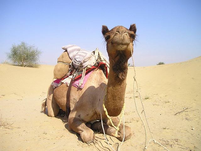 desert transport