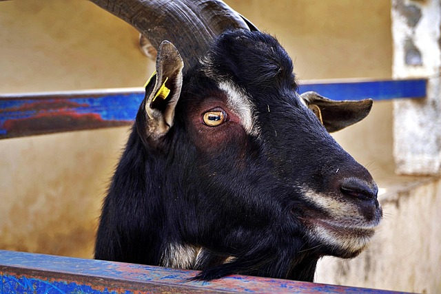 Hình ảnh minh họa ý nghĩa của từ designated