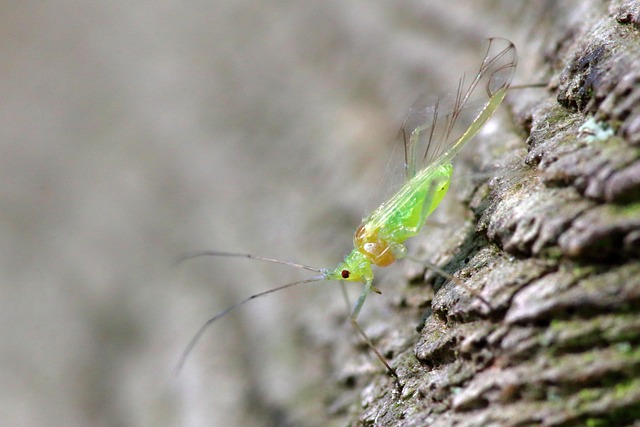 destructive insect