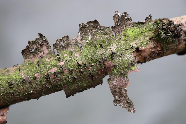 Hình ảnh minh họa ý nghĩa của từ detaching