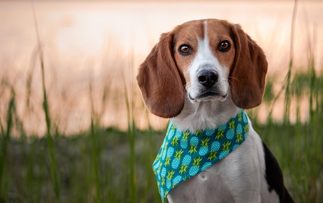 detection dog