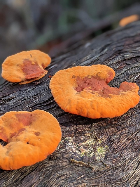 Hình ảnh minh họa ý nghĩa của từ detritivore