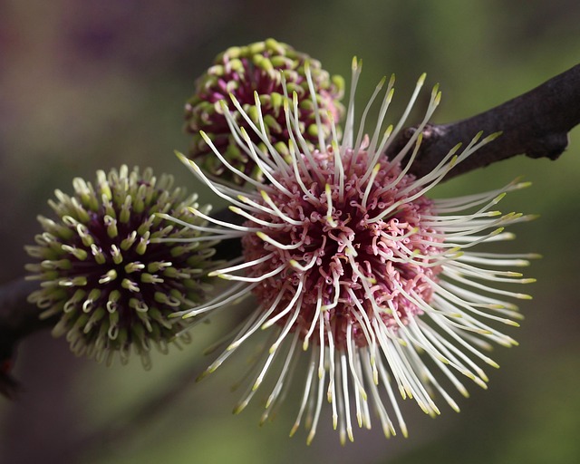 Hình ảnh minh họa ý nghĩa của từ developmental stage