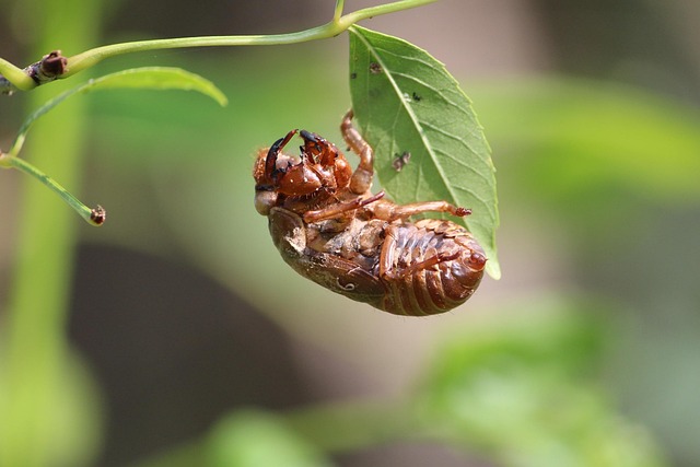 Hình ảnh minh họa ý nghĩa của từ devote oneself
