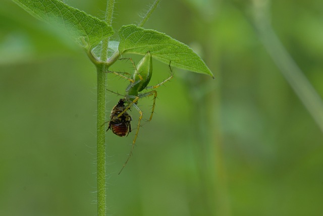 Hình ảnh minh họa ý nghĩa của từ devouring