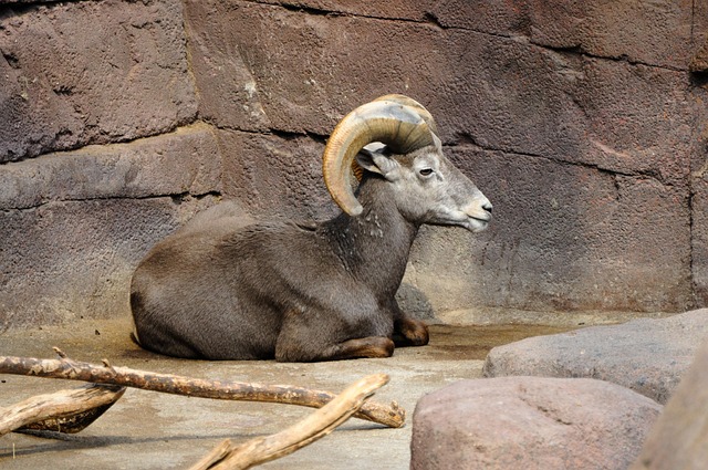 Hình ảnh minh họa ý nghĩa của từ devoutly