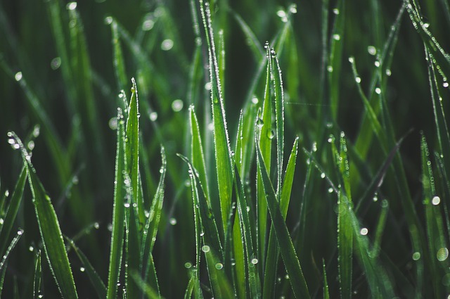 dew