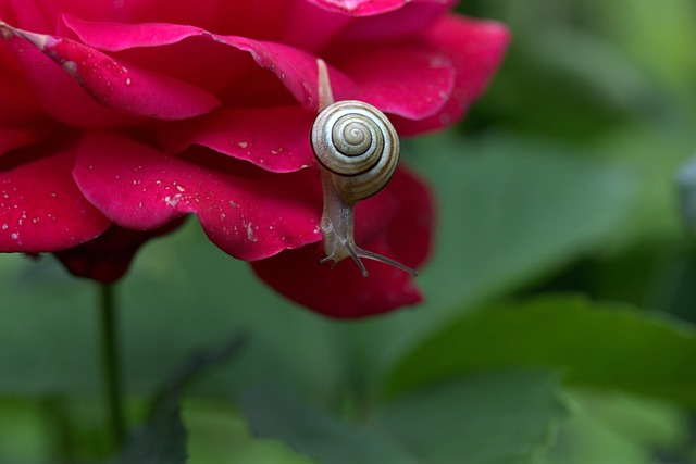 dew worm