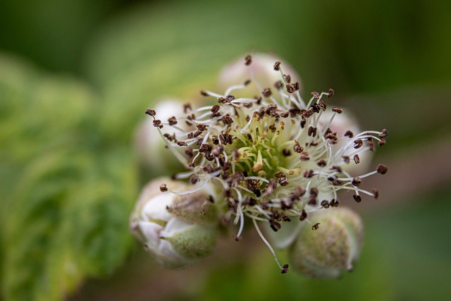 Hình ảnh minh họa ý nghĩa của từ dewberry