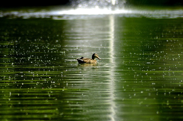 Hình ảnh minh họa ý nghĩa của từ diffusion gradient