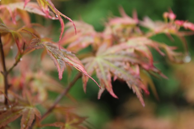 Hình ảnh minh họa ý nghĩa của từ digital watermark