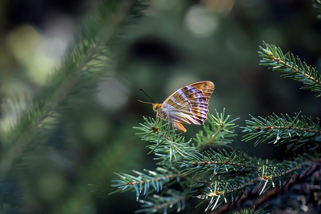 Hình ảnh minh họa ý nghĩa của từ dignitaries