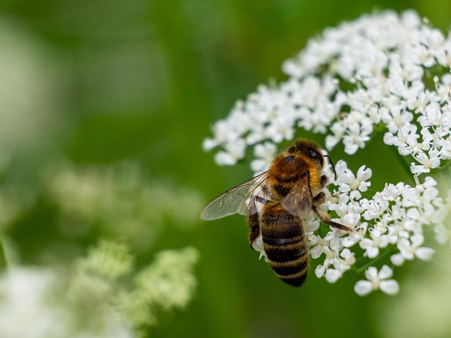 Hình ảnh minh họa ý nghĩa của từ diligent worker