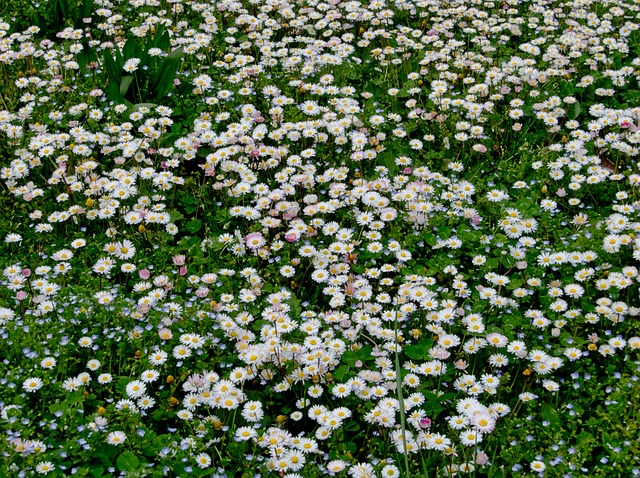 Hình ảnh minh họa ý nghĩa của từ diploid