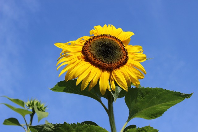 Hình ảnh minh họa ý nghĩa của từ directed