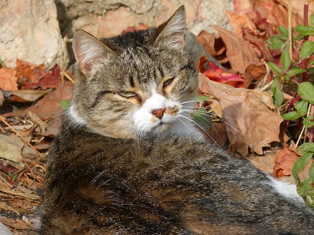 Hình ảnh minh họa ý nghĩa của từ disdainful