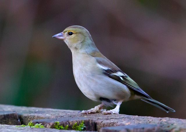 Hình ảnh minh họa ý nghĩa của từ diseased