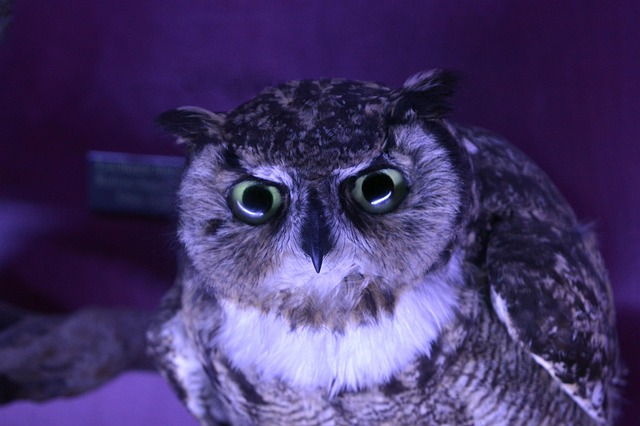 Hình ảnh minh họa ý nghĩa của từ dissecting