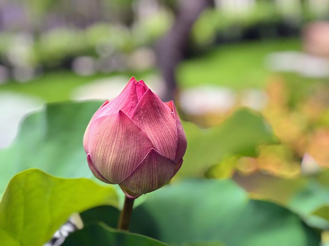 Hình minh họa özgün