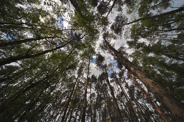 Hình ảnh minh họa ý nghĩa của từ distorted