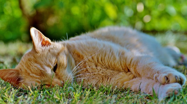 disturb the peace