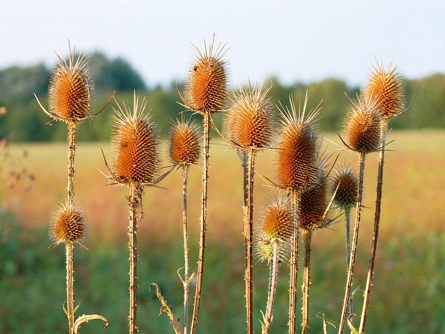 Hình ảnh minh họa ý nghĩa của từ diuretic