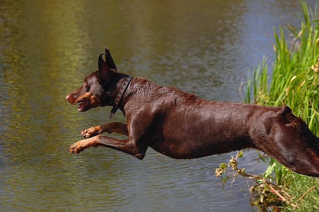Dive into