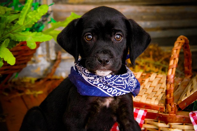 Hình ảnh minh họa ý nghĩa của từ docile