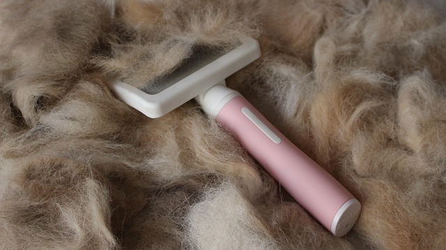 dog brush
