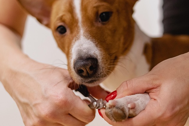 dog groomer