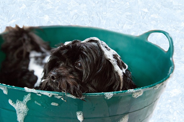 dog shampoo