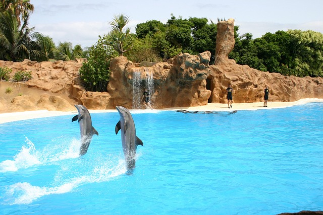 dolphin show