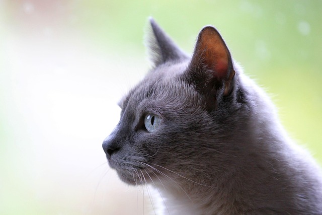 domestic animals