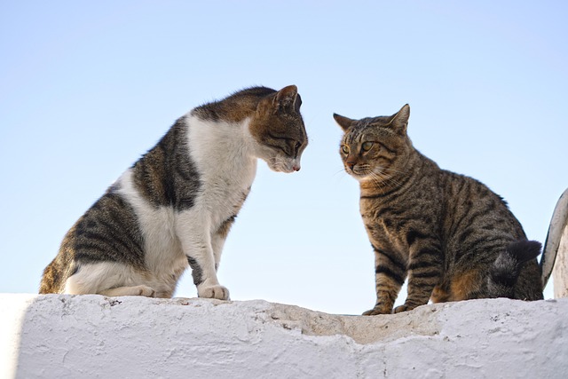 domestic dispute