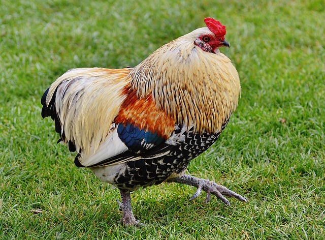 domesticated birds