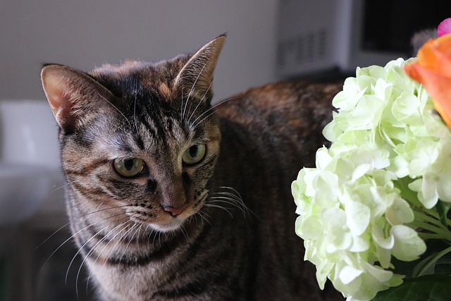 domesticated flower