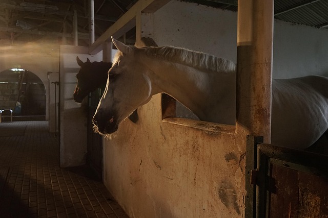 domesticated horse