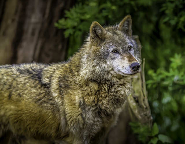 Hình ảnh minh họa ý nghĩa của từ dominant male