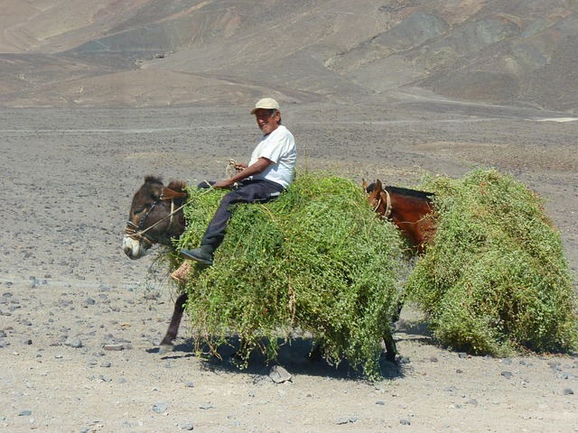 donkey work