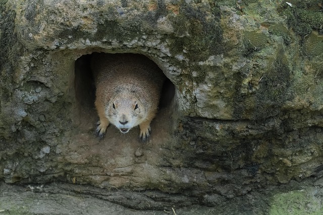 doorkeeper