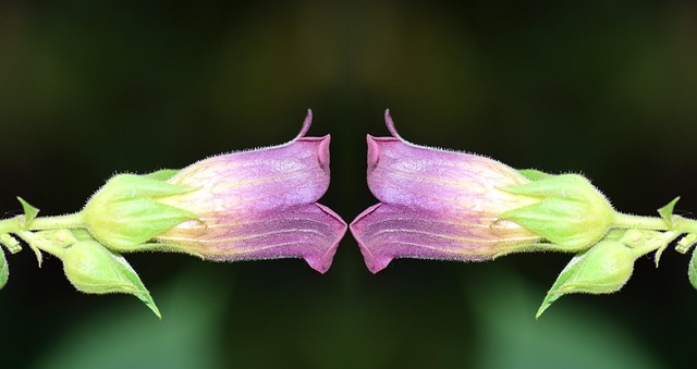 Hình ảnh minh họa ý nghĩa của từ doppelganger