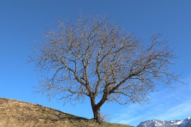 Hình ảnh minh họa ý nghĩa của từ dormancy