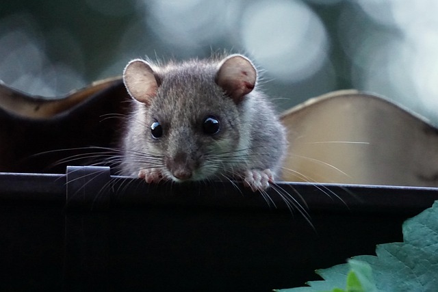 dormouse