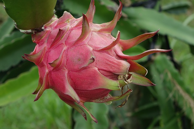 dragon fruit