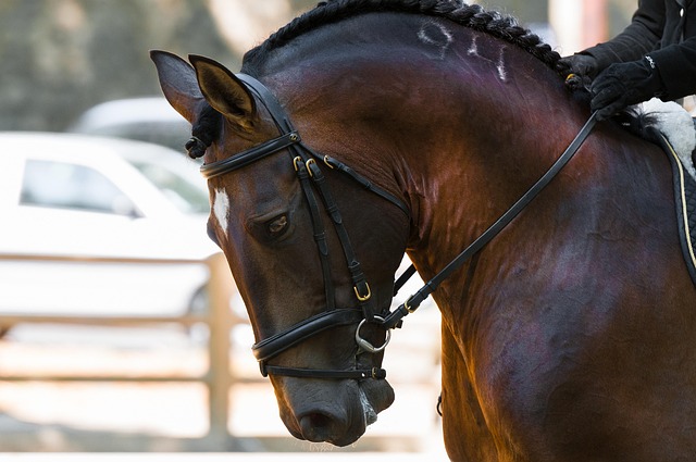 Hình ảnh minh họa ý nghĩa của từ dressage