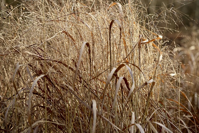 dried grass
