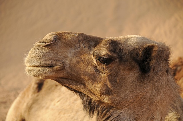 dromedary